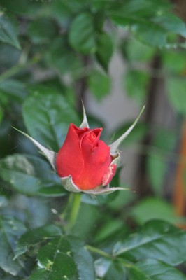 24.5 (16) (1328x2000).jpg
