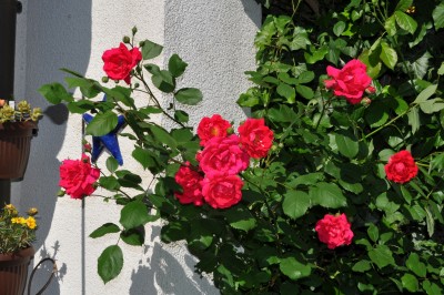 26.5 (14) (2000x1328).jpg