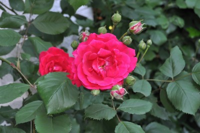 24.5 (11) (2000x1328).jpg