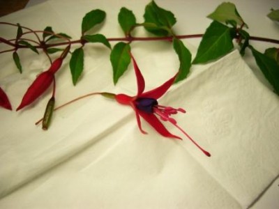 Fuchsie 4abc 003.jpg