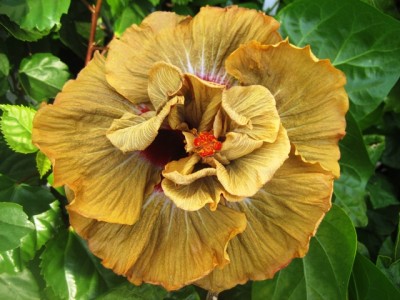 MagicMission (2).JPG