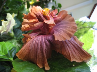 Cocoa Royal in summer.JPG