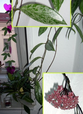 Hoya.JPG