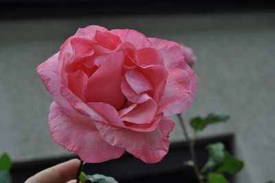 27.5  (18) (2000x1328).jpg