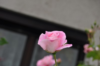 27.5  (17) (2000x1328).jpg