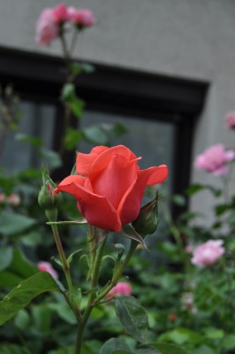 27.5  (15) (1328x2000).jpg