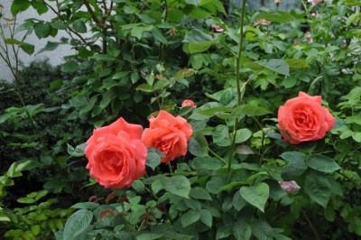 27.5  (14) (2000x1328).jpg