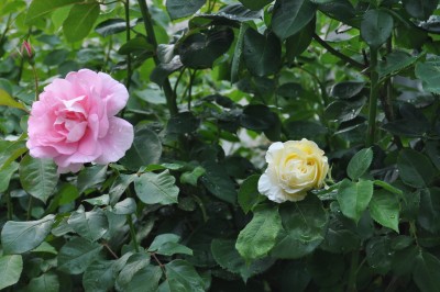 27.5  (12) (2000x1328).jpg