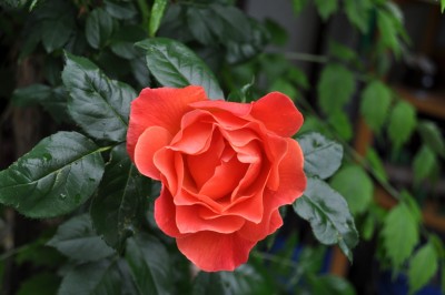 27.5  (6) (2000x1328).jpg