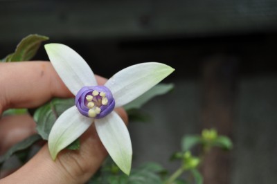 27.5  (2) (2000x1328).jpg
