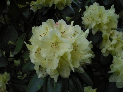 K640_CIMG0014.JPG