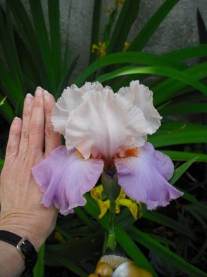 K640_K640_CIMG0086.JPG