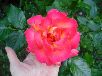 K640_CIMG0079.JPG