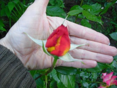 K640_CIMG0081.JPG
