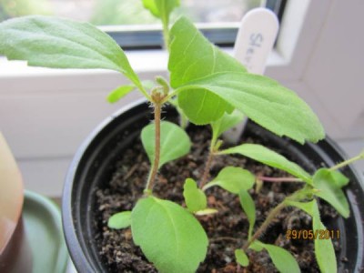 Stevia 29.05.2011.jpg