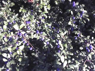 04-08-07_1936.jpg