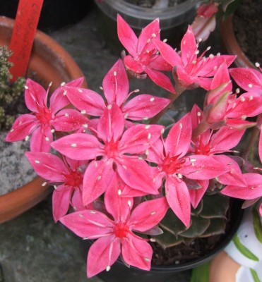 DSCF5239a.jpg
