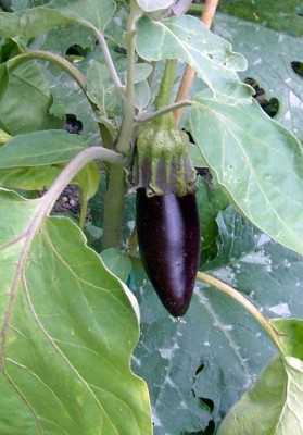 Aubergine 03.08.07.JPG