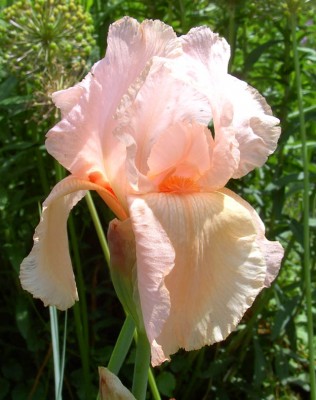 RosaIrisdieZweite1171.jpg