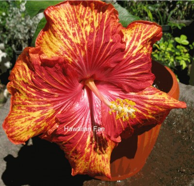 Helen Sanders internet.jpg