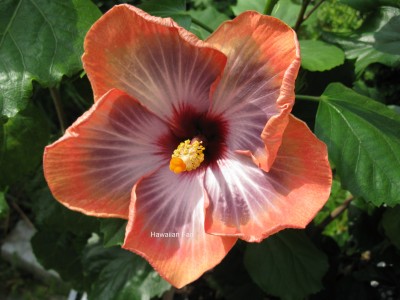 Fifth Dimensoin 1Tag.jpg