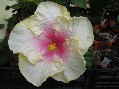 angel wings internet.jpg