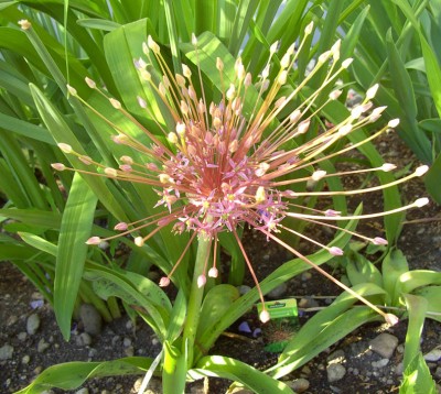 Allium_schubertii1188.jpg