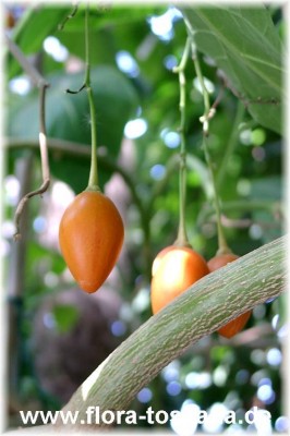 cyphomandra_betacea_3_-_digi.jpg