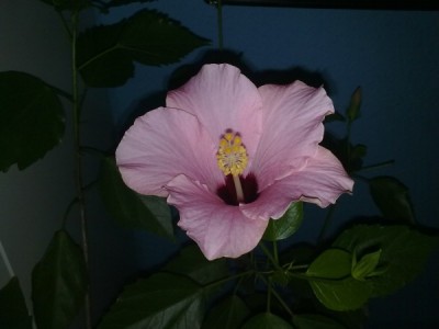 schoene unbekannte 2.jpg