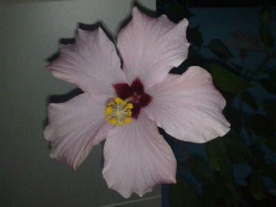 schoene unbekannte 1.jpg