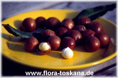 macadamia_integrifolia_nuss_-dia.jpg