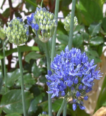 Allium_caeruleum1137.jpg