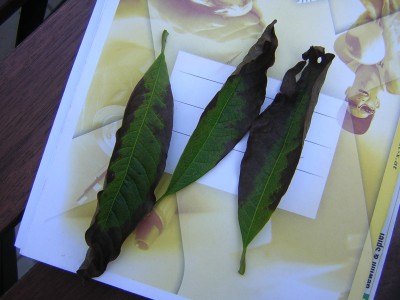 DSCN4841.JPG