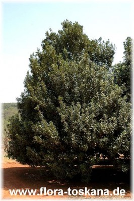 macadamia_integrifolia_2_-_290905.jpg