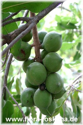 cyrtostachys_renda_-_dia.jpg