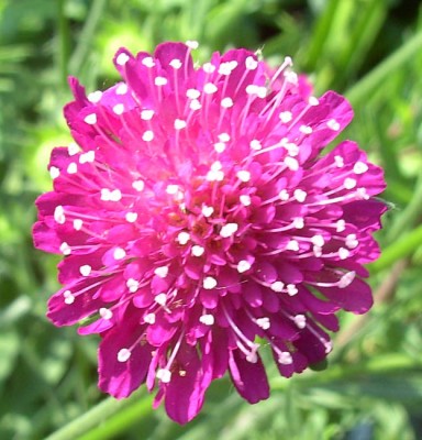 Knautia_macedonica1045.jpg
