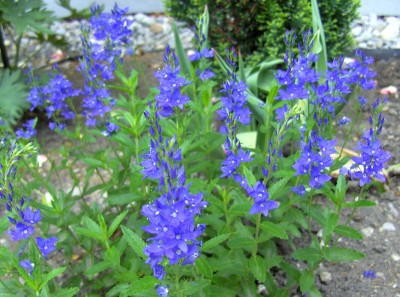 VeronicaKnallblau1127.jpg