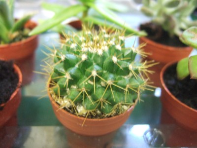 DSCF1724.JPG