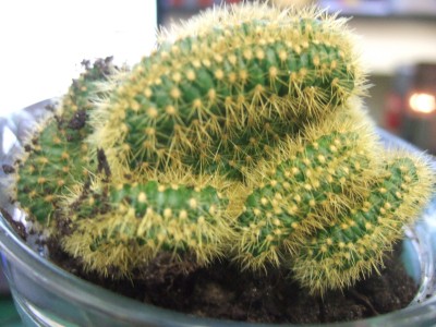 DSCF1713.JPG