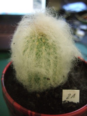 DSCF1711.JPG