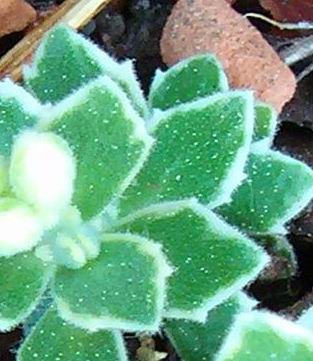 Ausschnitt 3 Mairätsel - 28.05.2011.jpg