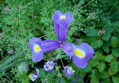 Iris.JPG