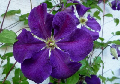 Clematis Tuczka2.JPG
