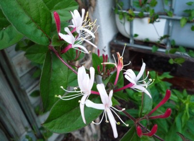 Lonicera.JPG