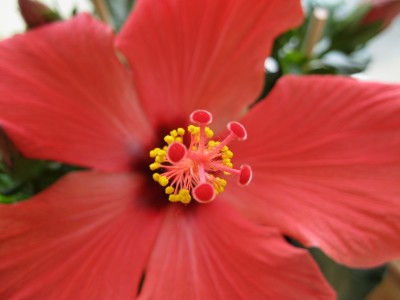 Blumen (9).JPG