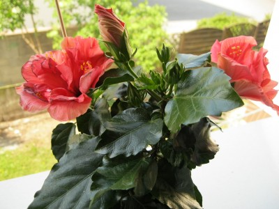 Blumen (7).JPG
