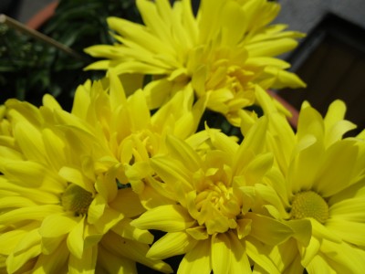 Blumen (3).JPG