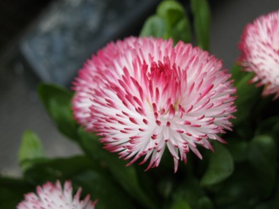 Blumen (2).JPG