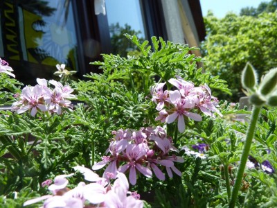 Balkon2011_4.jpg