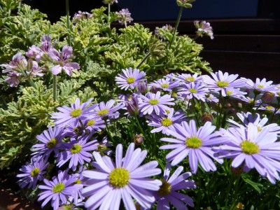 Balkon2011_2.jpg